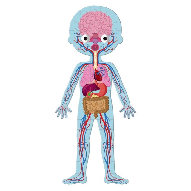 Kartonska Edukativna Slagalica – Ljudsko Telo