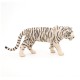 Papo Beli Tigar Papo Beli Tigar