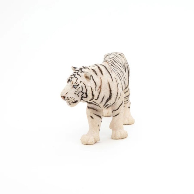 Papo Beli Tigar Papo Beli Tigar