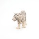 Papo Beli Tigar Papo Beli Tigar