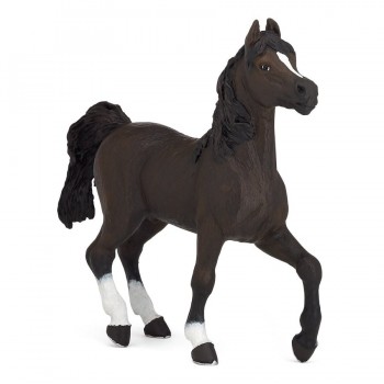 PAPO Arapski konj