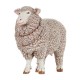 Papo Merino Ovca Papo Merino Ovca
