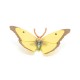 Papo Leptir Marigold
