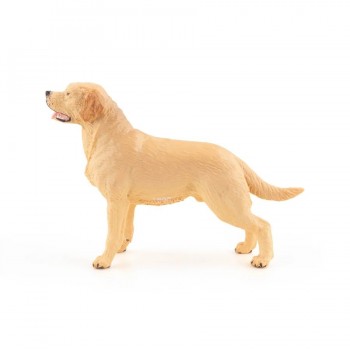PAPO Labrador retriver