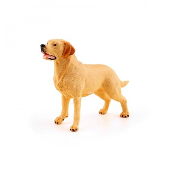 PAPO Labrador retriver